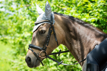 Obraz premium reiten 