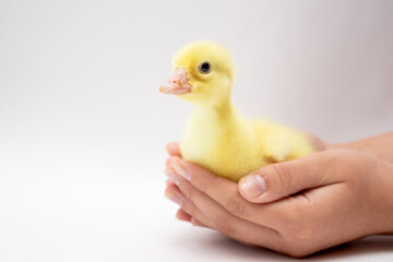 Young Duckling in child hands on white