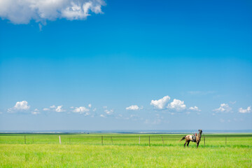 Fototapeta na wymiar The horses on Hulunbuir grassland, Inner Mongolia, China, summer time.