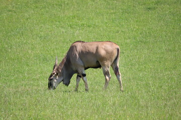 beautiful nature park full of animals of all kinds