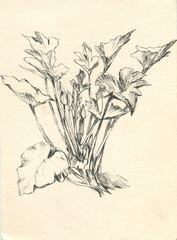 zucchini plants in the technique of graphic sketch 
