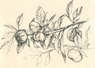apple tree branch graphic sketch 