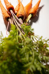 Fresh home grown carrots isolated on an off white table. Focus is on the carrot tops.