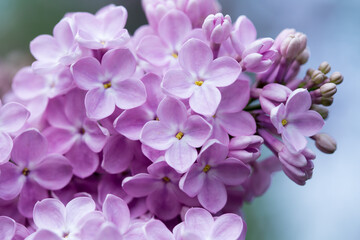 Naklejka na ściany i meble Lilac flowers. Beautiful spring background of flowering lilac. Selective soft focus, shallow depth of field. Blurred image, spring background.