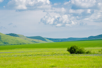 Fototapeta premium The forest and big grassland in Hulunbuir, Inner Mongolia, China.