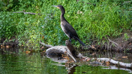great heron in the Dordogne river