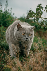Naklejka na ściany i meble a British cat walks in nature, on the street in a harness