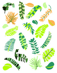 Vector set tropical leaves illustration. Tropical plant botanical Hawaii nature decoration floral green leaves. Flower tropic beach monstera tree.