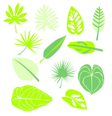 Vector set tropical leaves illustration. Tropical plant botanical Hawaii nature decoration floral green leaves. Flower tropic beach monstera tree.