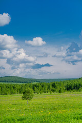 The forest and big grassland in Hulunbuir, Inner Mongolia, China.