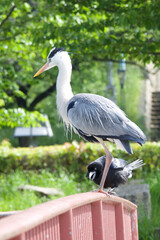 Crow tries to attack grey heron's foot with its large bill. Because the grey heron is a poacher to crow territory.