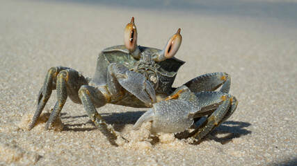 Sand crab close-up. Marine crustaceans.
