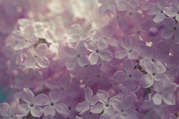 Lilac flowers. Beautiful spring background of flowering lilac. Selective soft focus, shallow depth of field. Blurred image, spring background.