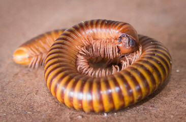 Millipede roll spiral. On a wooden floor, full of large, have a lot of legs long, close-up shot