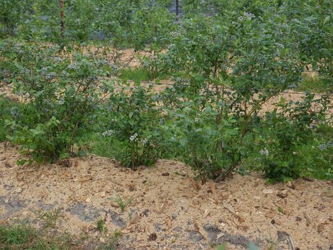Rows of blueberry bushes with unripe fruits in a plantation. Planted in row hills, covered with foil and roughly chopped wood mulch. Two wires for the direction of growth. Sharpness and blurring areas
