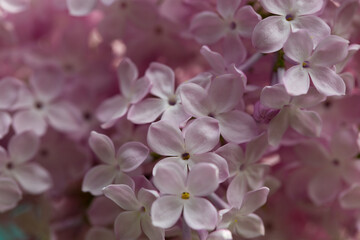 Lilac flowers. Beautiful spring background of flowering lilac. Selective soft focus, shallow depth of field. Blurred image, spring background.