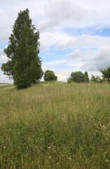 Fototapeta premium Forbs with meadow flowers.