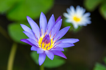 The blue lotus is blooming. In the middle of yellow flowers Close-up photography