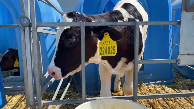 The calf drinks water from a bucket.