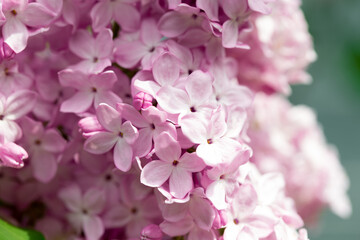 Lilac flowers. Beautiful spring background of flowering lilac. Selective soft focus, shallow depth of field. Blurred image, spring background.