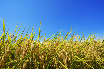黄金色に実った稲田と青空