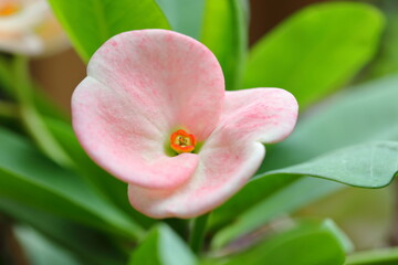 Fototapeta na wymiar Closeup Beautiful pink Euphorbia milli flower