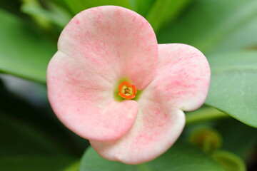 Closeup Beautiful pink Euphorbia milli flower