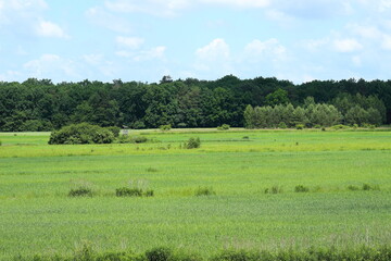 Fototapeta na wymiar Landscape with meadow and trees.