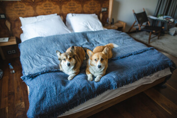 Two welsh corgi pembroke dogs lying down in a big hotel bed
