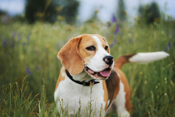 Beagle breed dog standing in the grass meadow. Hunting dog walking outdoor in the field