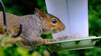 The eastern gray squirrel, also known as the grey squirrel depending on region, is a tree squirrel in the genus Sciurus..
