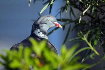 The common wood pigeon is a large species in the dove and pigeon family. It belongs to the genus Columba and, like all pigeons and doves, belongs to the family Columbidae.