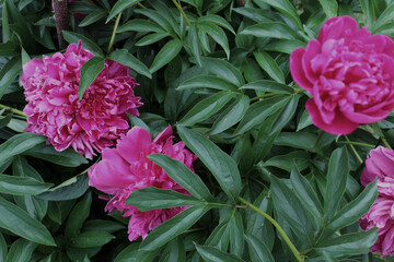 Many pink peonies with leaves