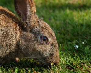 Rabbits are small mammals in the family Leporidae of the order Lagomorpha. Oryctolagus cuniculus includes the European rabbit species and its descendants, the world's 305 breeds of domestic rabbit. 