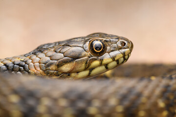 Portrait head Water snake (Natrix maura) in spain