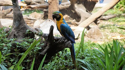 blue and yellow macaw © Cherniak