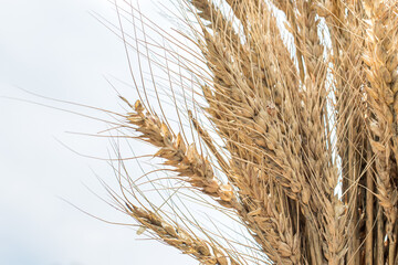 A bunch of ears of wheat on a white background with a place for your text.