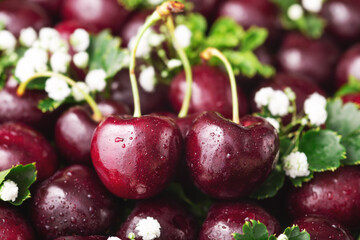 Cherry with white flower
