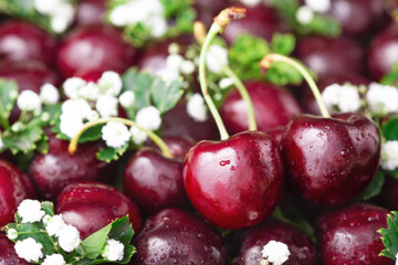Cherry and white flower with water drop