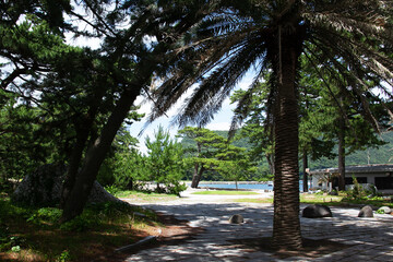 松の木とパームツリー（御浜岬公園、戸田）｜和洋が混じった不思議な光景です