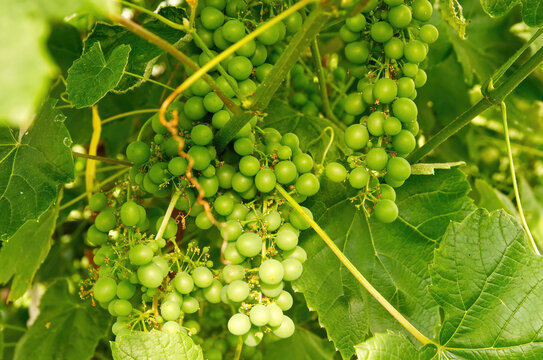 Raw grapes growing in a gravevine 