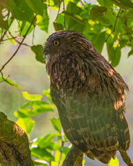 Brown fish Owl sitting on a river