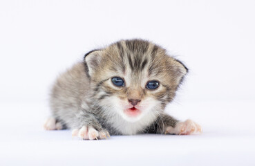 A small kitten crying and looking up on a white background