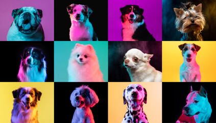 Big and small dogs. Collage made of funny dogs different breeds on multicolored studio background...