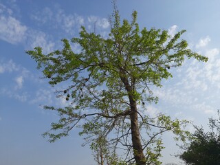 Bael fruit tree with fruit in sky background.
Aegle marmelos commonly known as bael (bili or bhel) also Bengal quince, golden apple, Japanese bitter orange, stone apple or wood apple. 