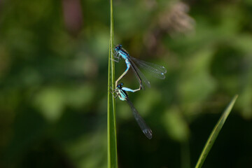 Cœur ailé : accouplement de demoiselles en milieu naturel