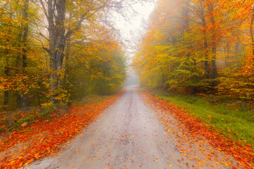 The national park in Bolu, which should be seen in autumn. (Yedigöller Milli Parkı). Bolu, Istanbul, Turkey.
