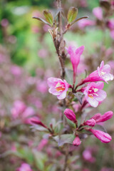 Pink caprifoliaceae flowers in a botanical garden, Weigelia flowers