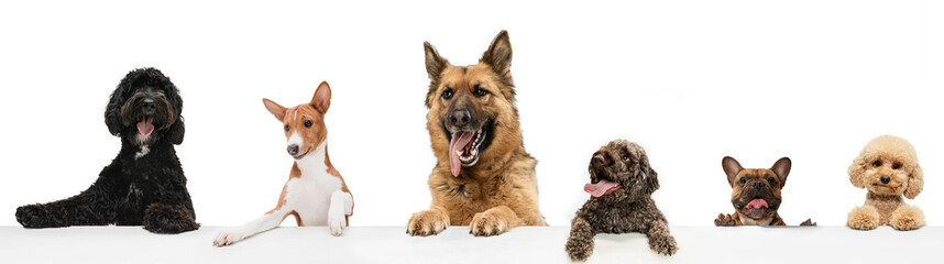 Art collage made of funny dogs different breeds posing isolated over white studio background. Look happy, delighted.