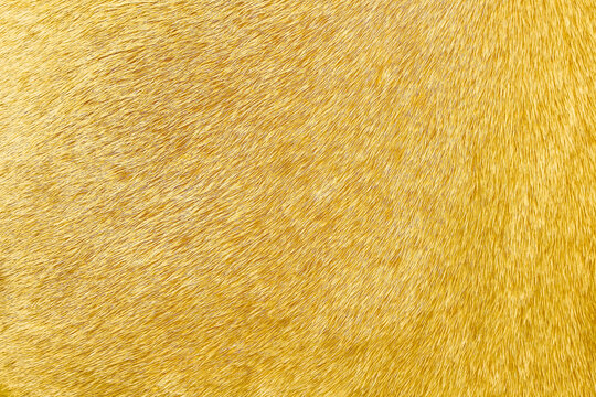 Gold Cow Fur Texture In Patterns Seamless Vintage Background